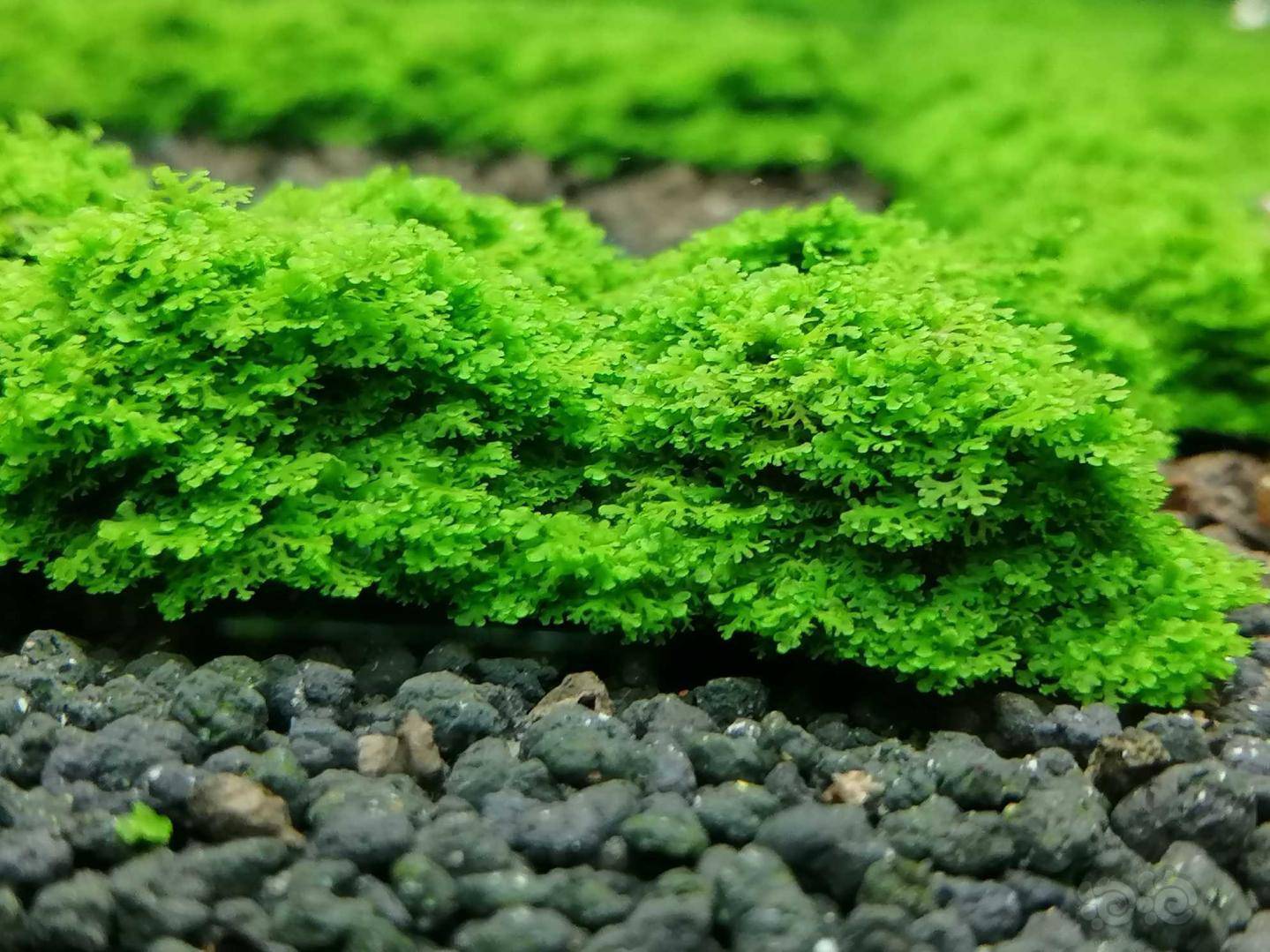 20200511rmb拍卖状态超好的超厚板迷你珊瑚莫丝一板