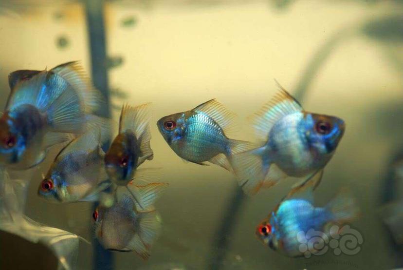 【热带鱼】蓝波子鱼🐟🐟-图5
