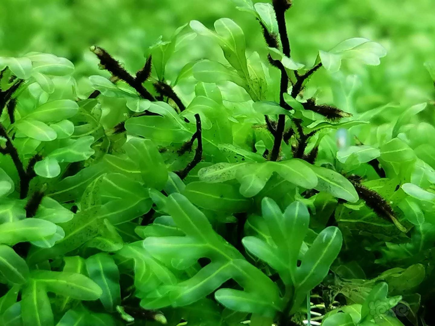 【水草】2020-05-01#RMB拍卖状态超好的翅脉蕨一片。-图1