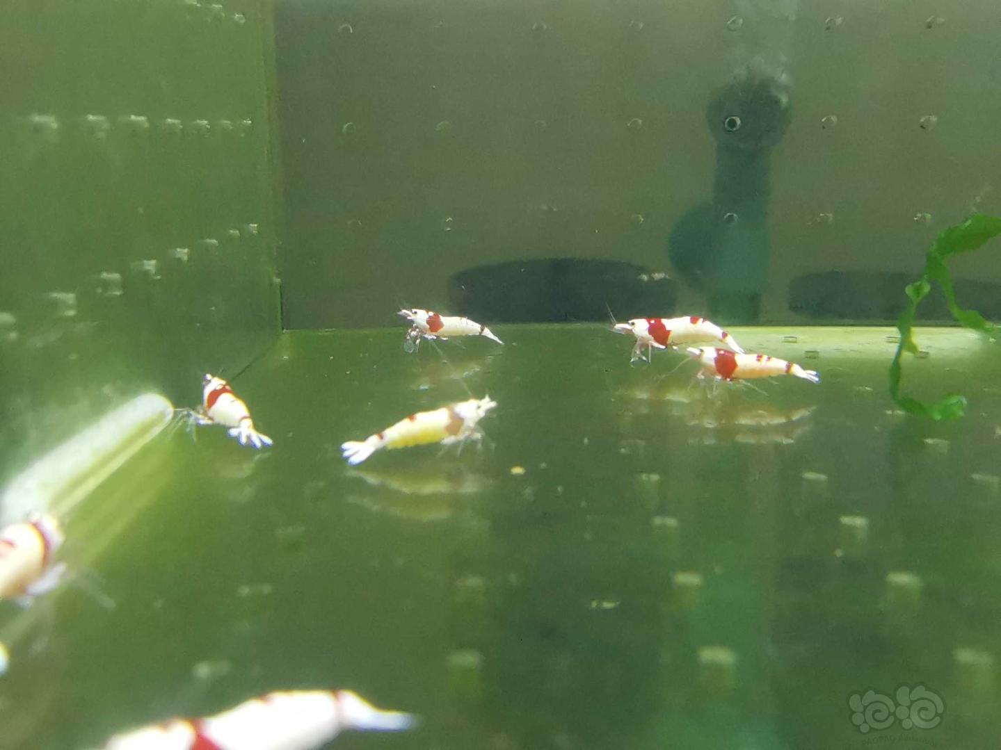【虾】2020-05-14#RMB拍卖红白水晶虾15只-图3