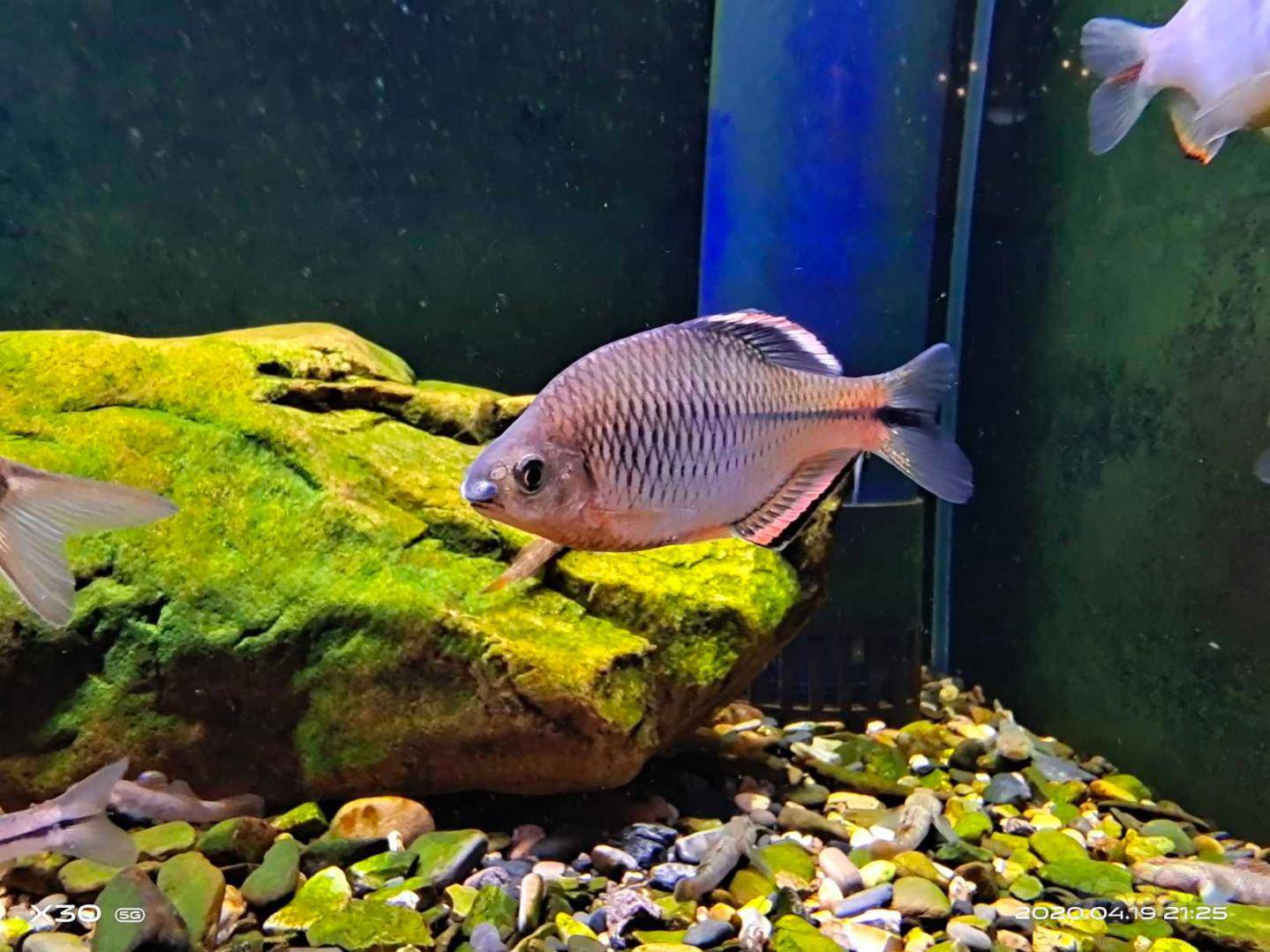 白边鳑鲏泉州齐式鱊