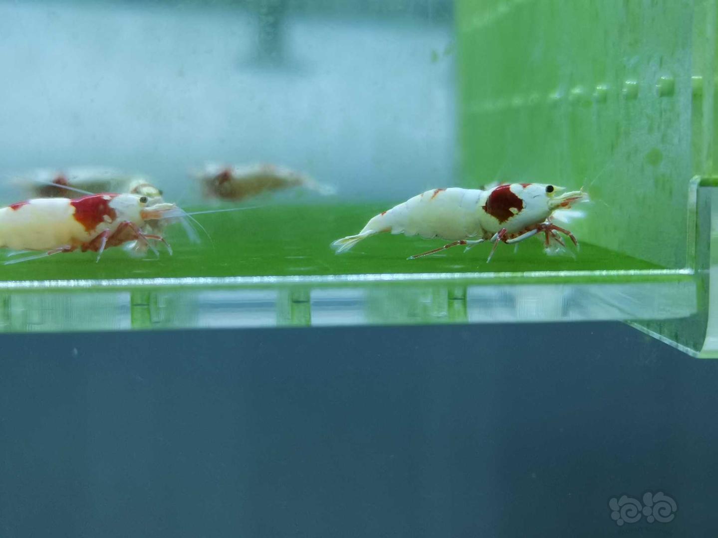 【虾】2020-05-17#RMB拍卖红白水晶虾08只-图1