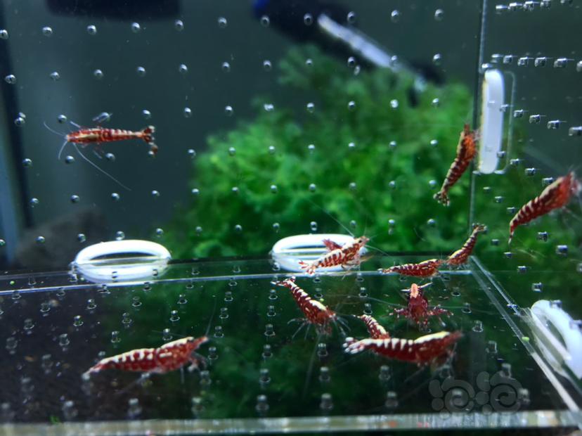 【虾】2020-05-06#RMB拍卖#银河水晶虾一份15只-图1