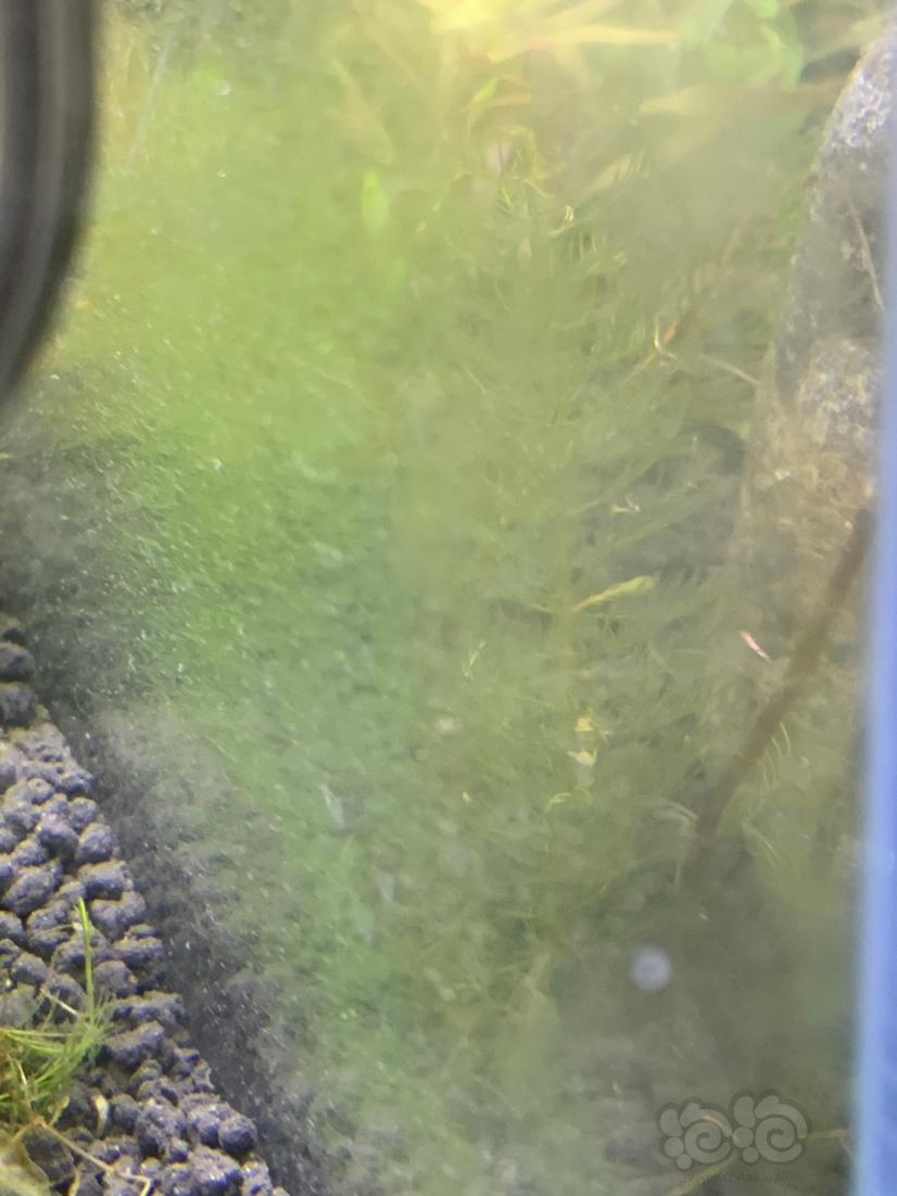 请问这是什么藻怎么治？黑壳虾吃不吃？-图1