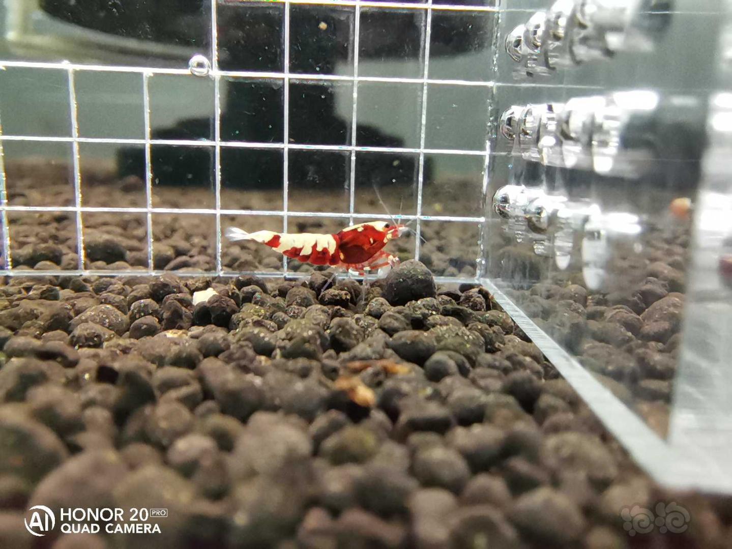 【虾】2020-5-14#RMB拍卖红银河蟒背一份11只-图9