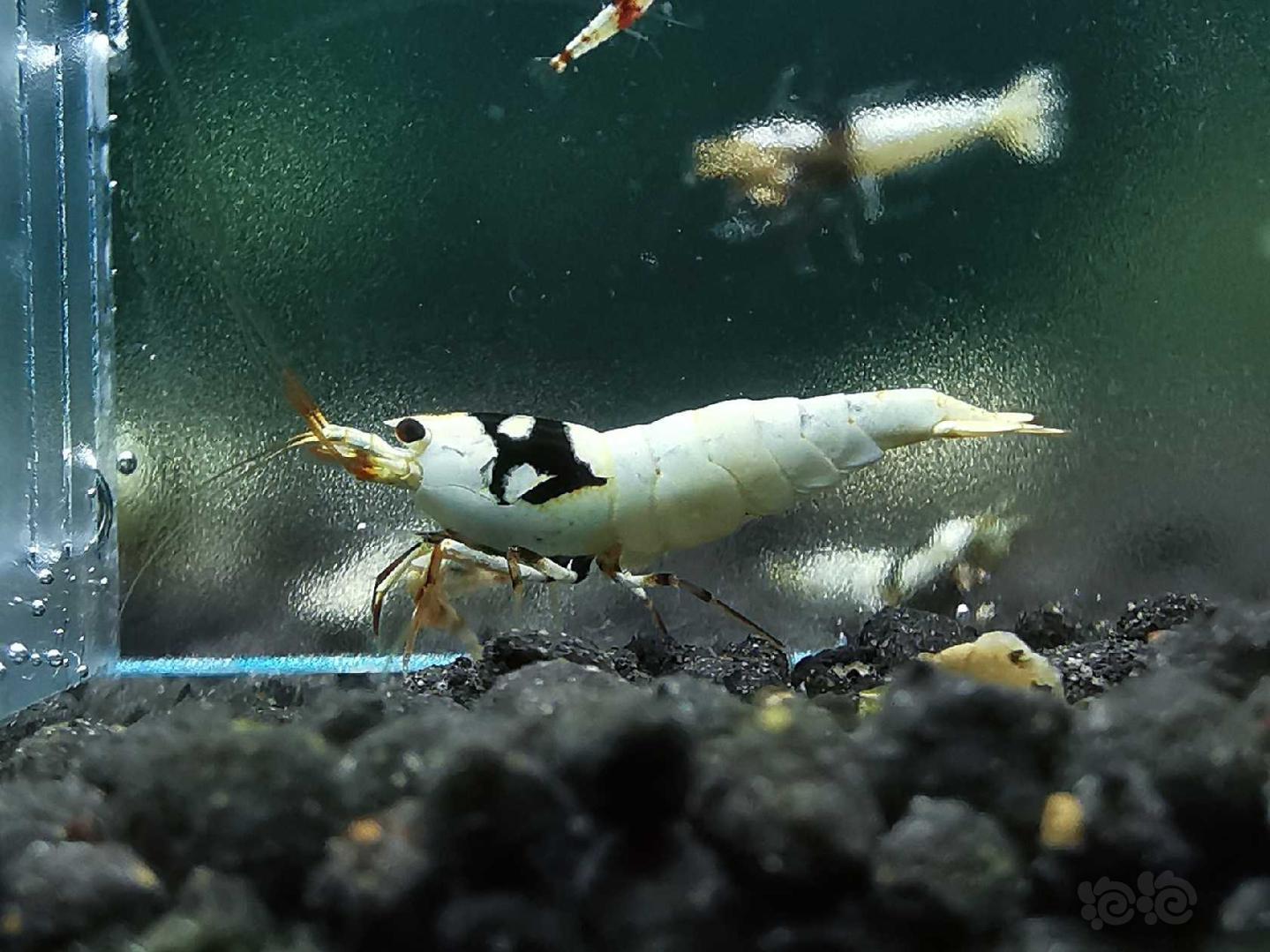 【虾】2020-05-08RMB拍卖黑白水晶虾一对-图2