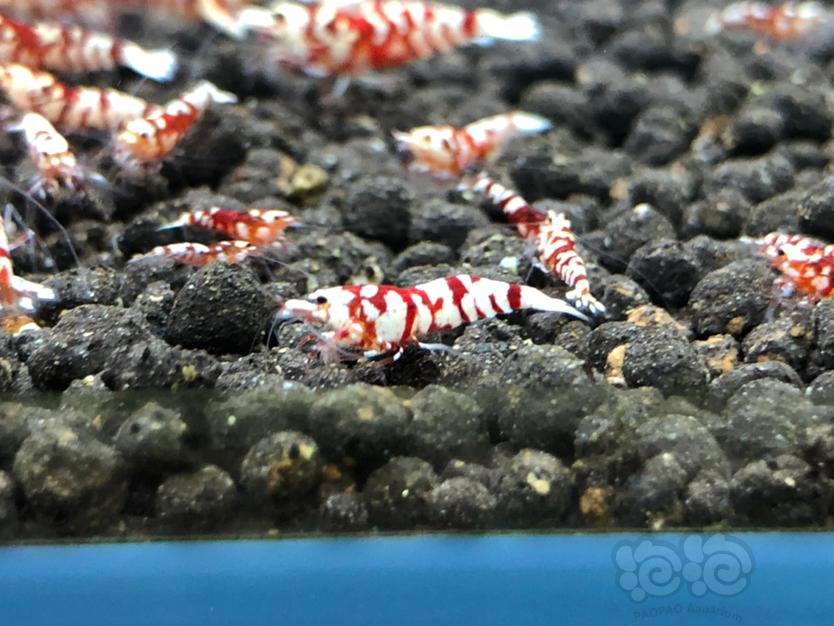 【虾】2020-05-06#RMB拍卖红花虎3只-图4
