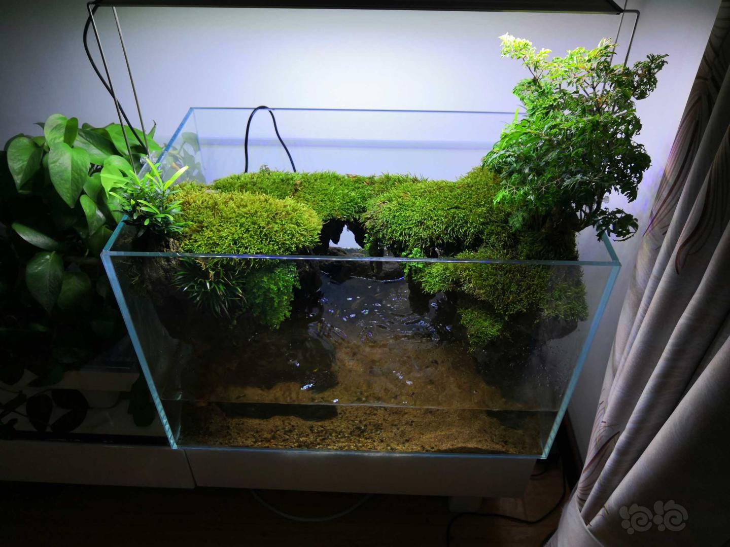 自己家的水陆缸，采点野生小灰苔藓玩玩-图3