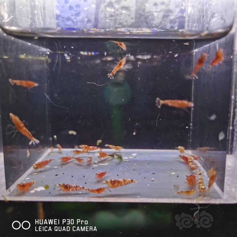 【虾】2020-05-17#RMB拍卖红花虎30只-图2
