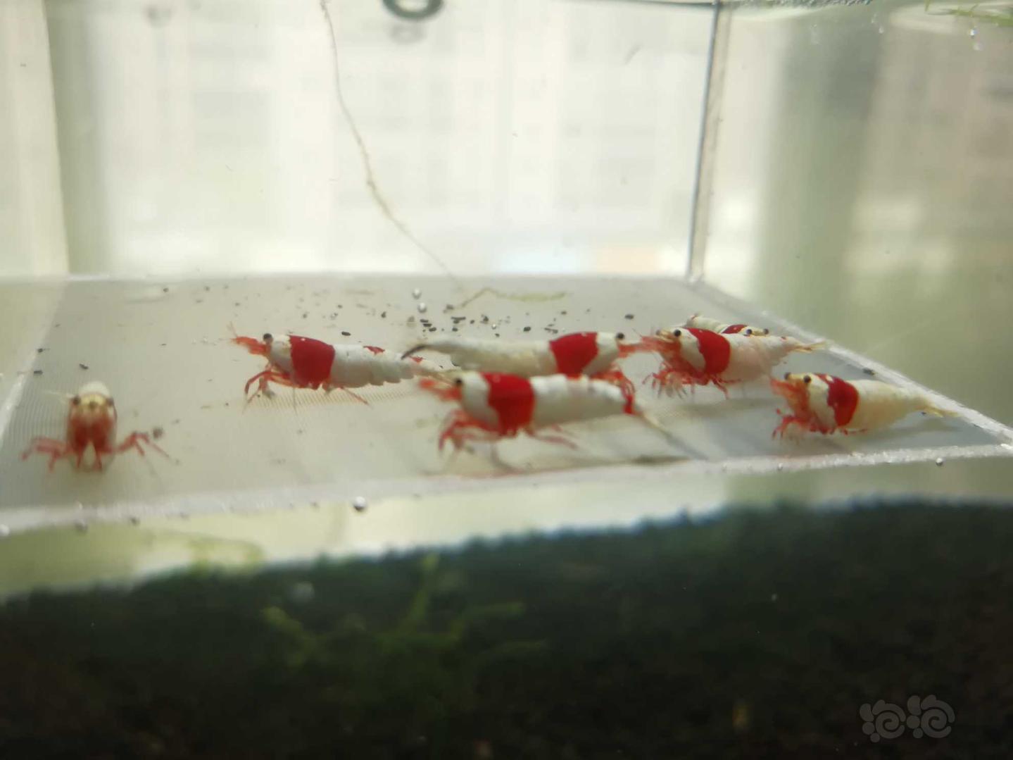 【虾】2019-05-17#RMB拍卖#红白纯血水晶虾一份7只-图1