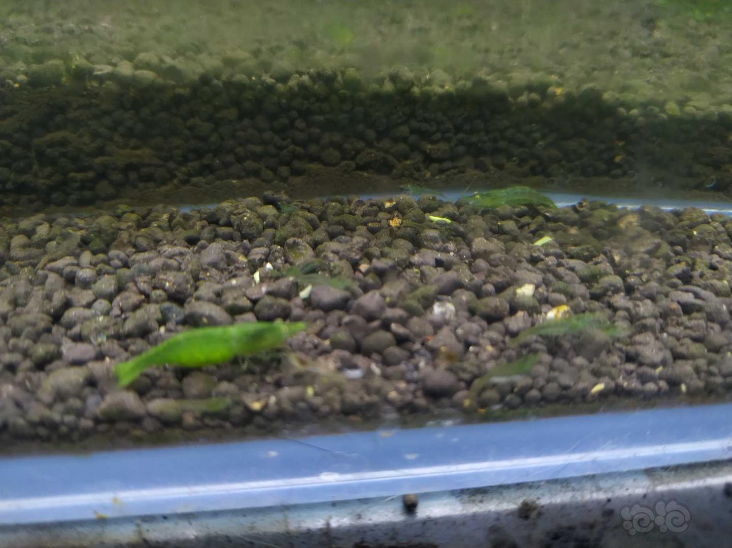 綠晶虾米虾类-图2