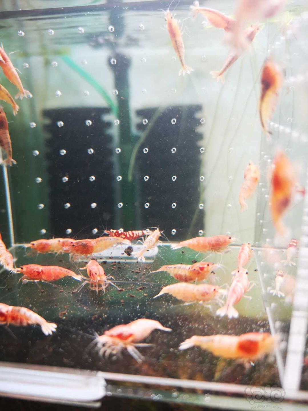 【虾】2020-5-26#RMB拍卖红银河白金母虾30只！-图2