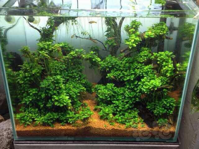 收集的几个个水榕造景图