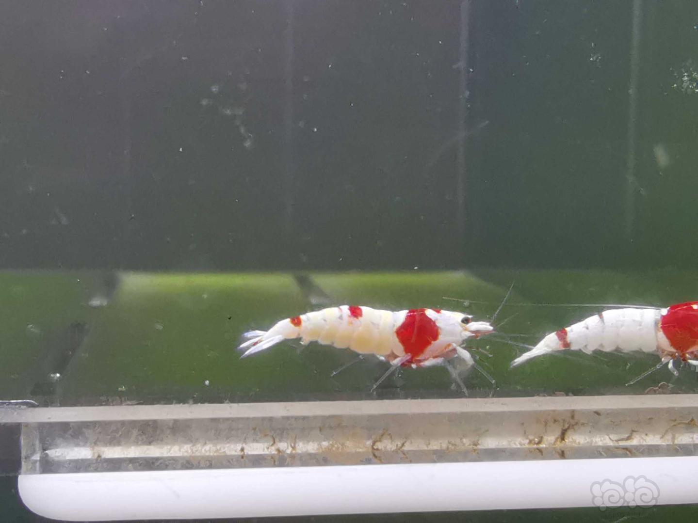 【虾】2020-05-15#RMB拍卖红白水晶虾12只-图1