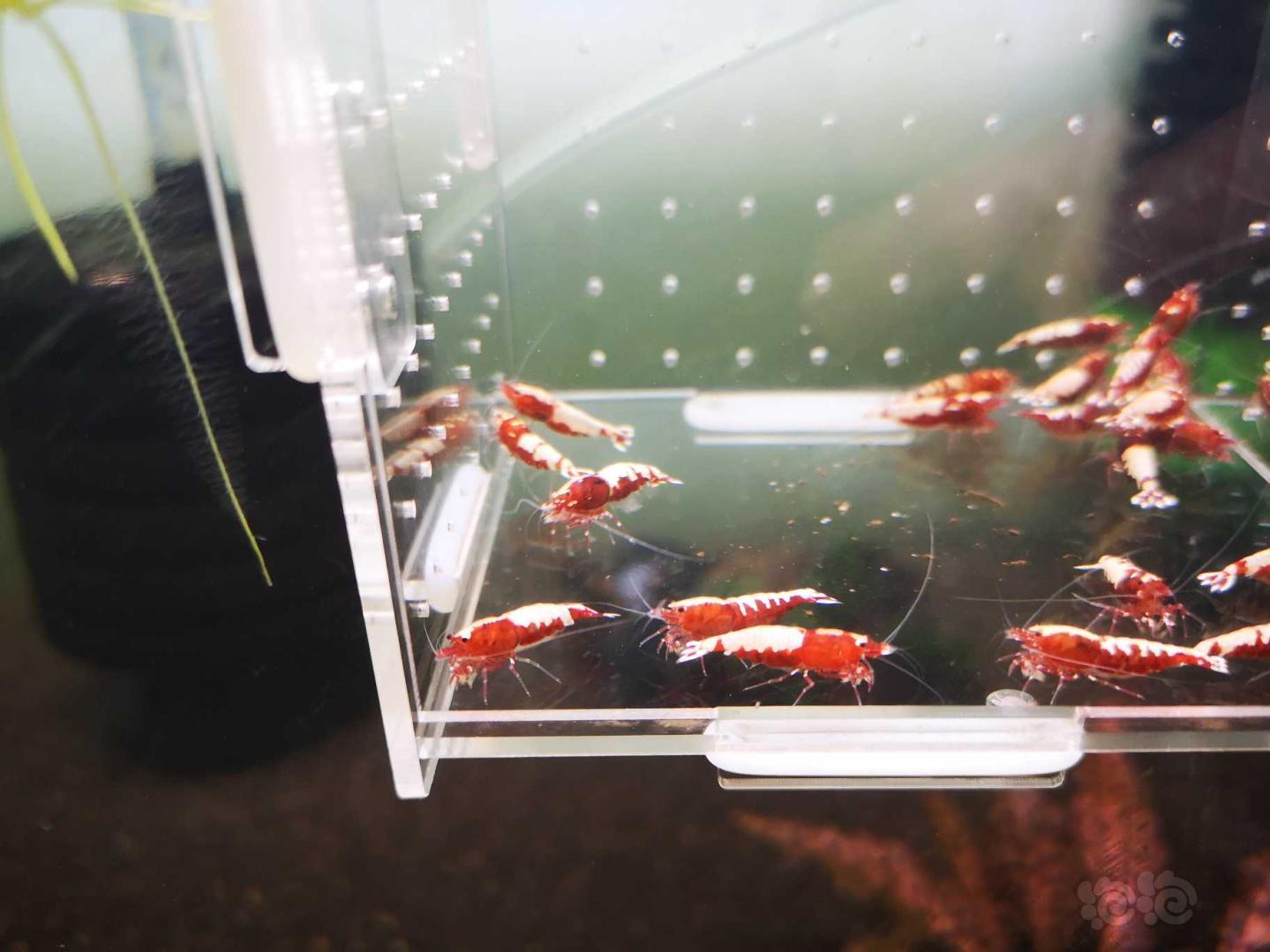 【虾】2020-5-3#RMB拍卖打废的红银河破烂25只母虾！-图7