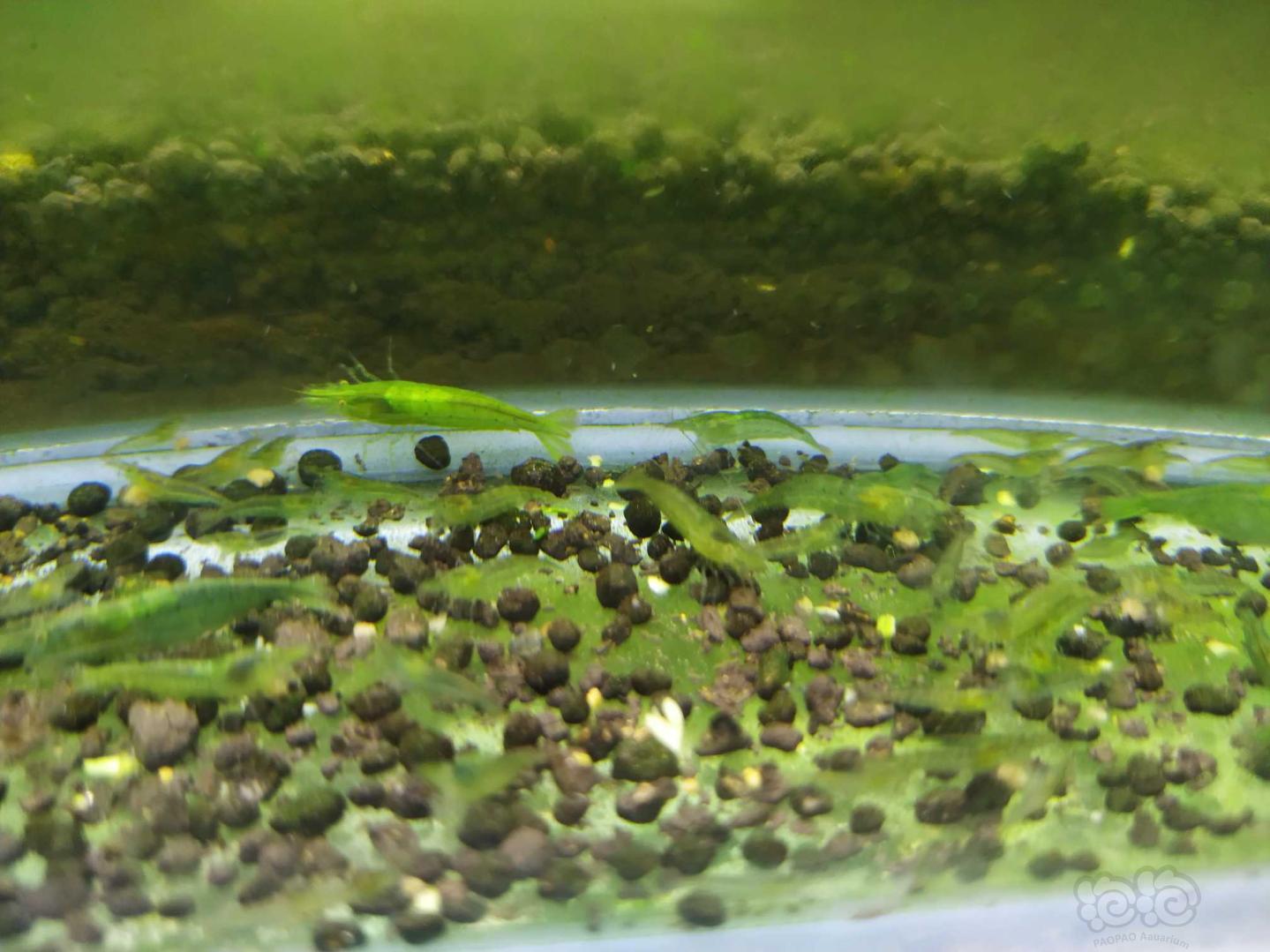 綠晶虾繁殖真心快-图2