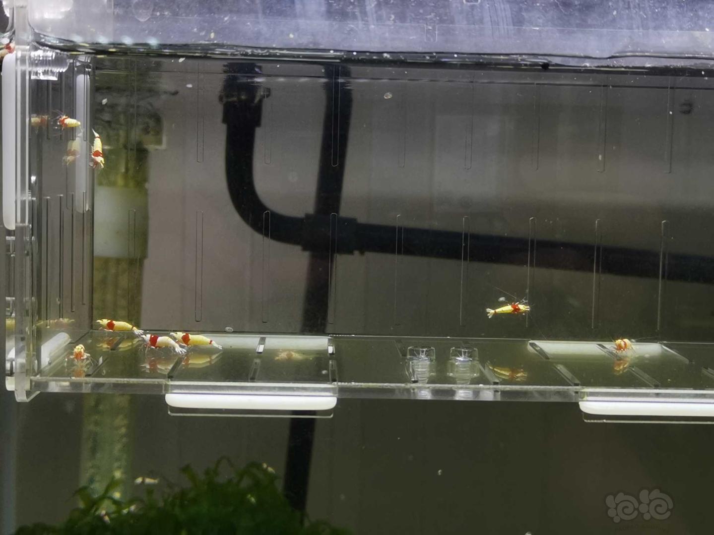 【虾】2020-05-20#RMB拍卖红白水晶虾11只-图4