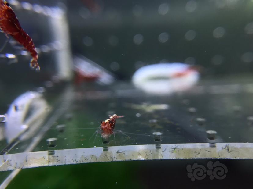 【虾】2020-05-02#RMB拍卖#银河幼虾15只-图3