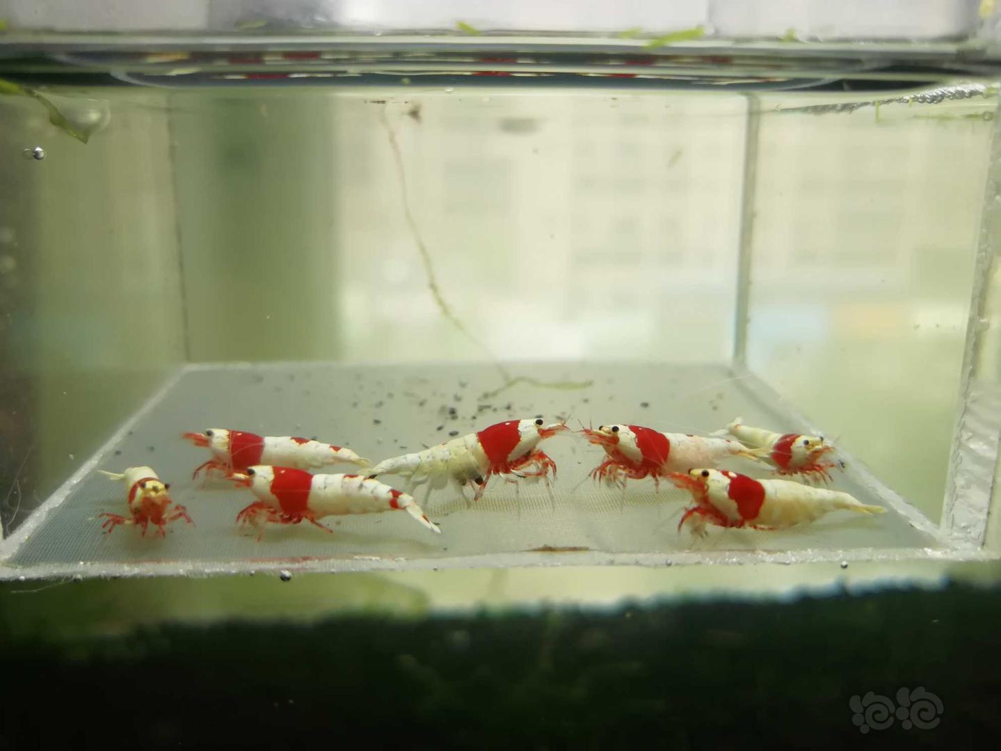 【虾】2019-05-17#RMB拍卖#红白纯血水晶虾一份7只-图3