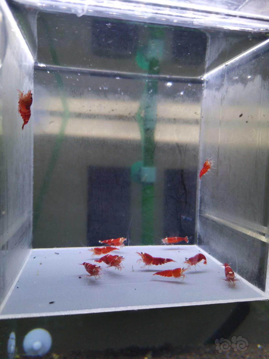 【虾】2020-05-02#RMB拍卖圣诞红全母水晶虾一份-图2