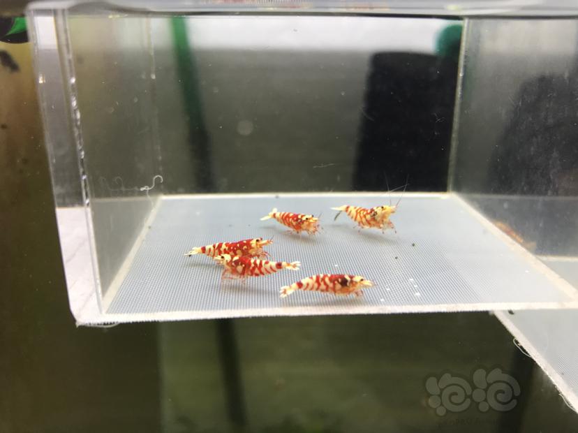 【虾】2020-05-25#RMB拍卖太极红花虎5只-图2