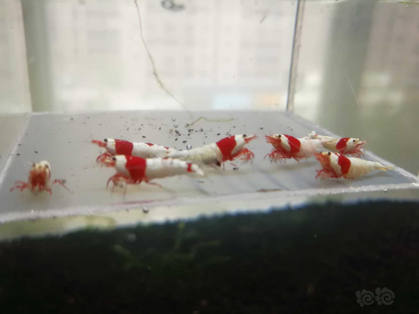 【虾】2019-05-17#RMB拍卖#红白纯血水晶虾一份7只-图2
