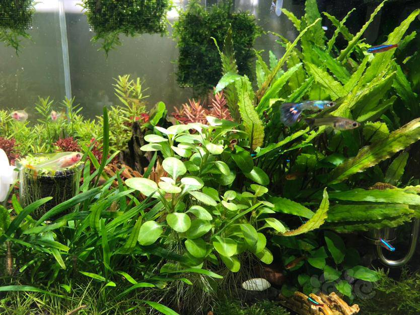 罗贝力不停的长气根