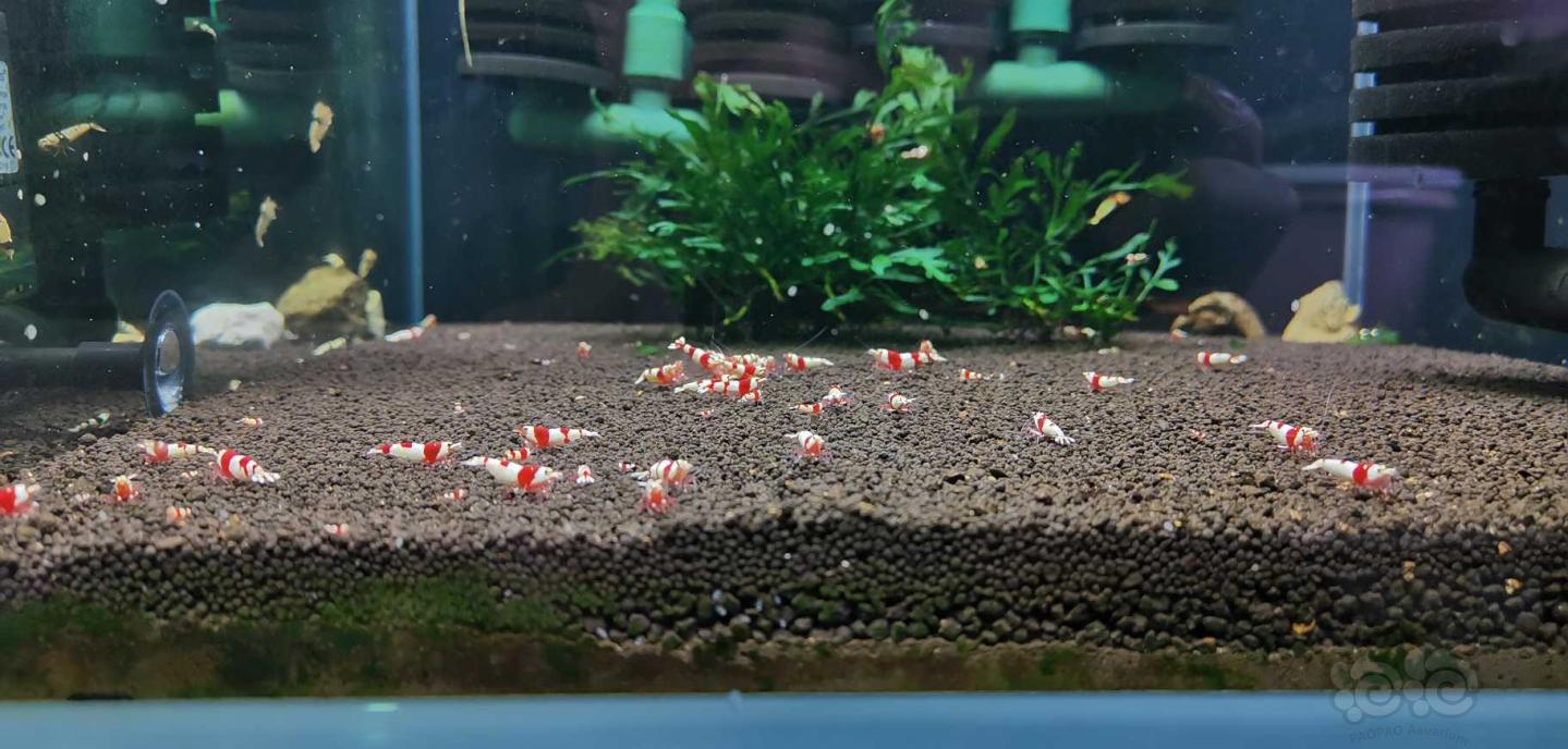 红白一线系统水晶虾-图4