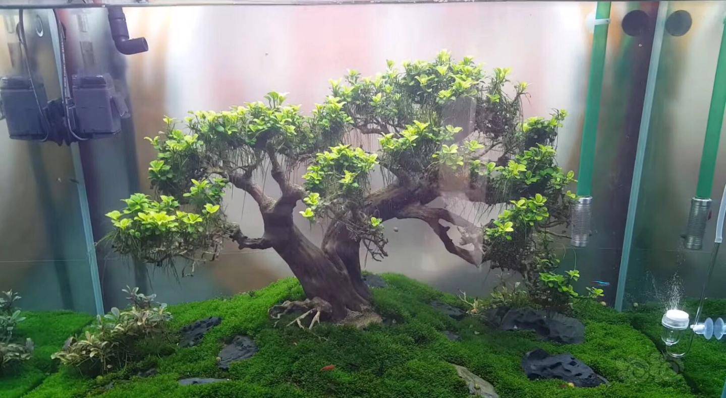 收集的几个个水榕造景图