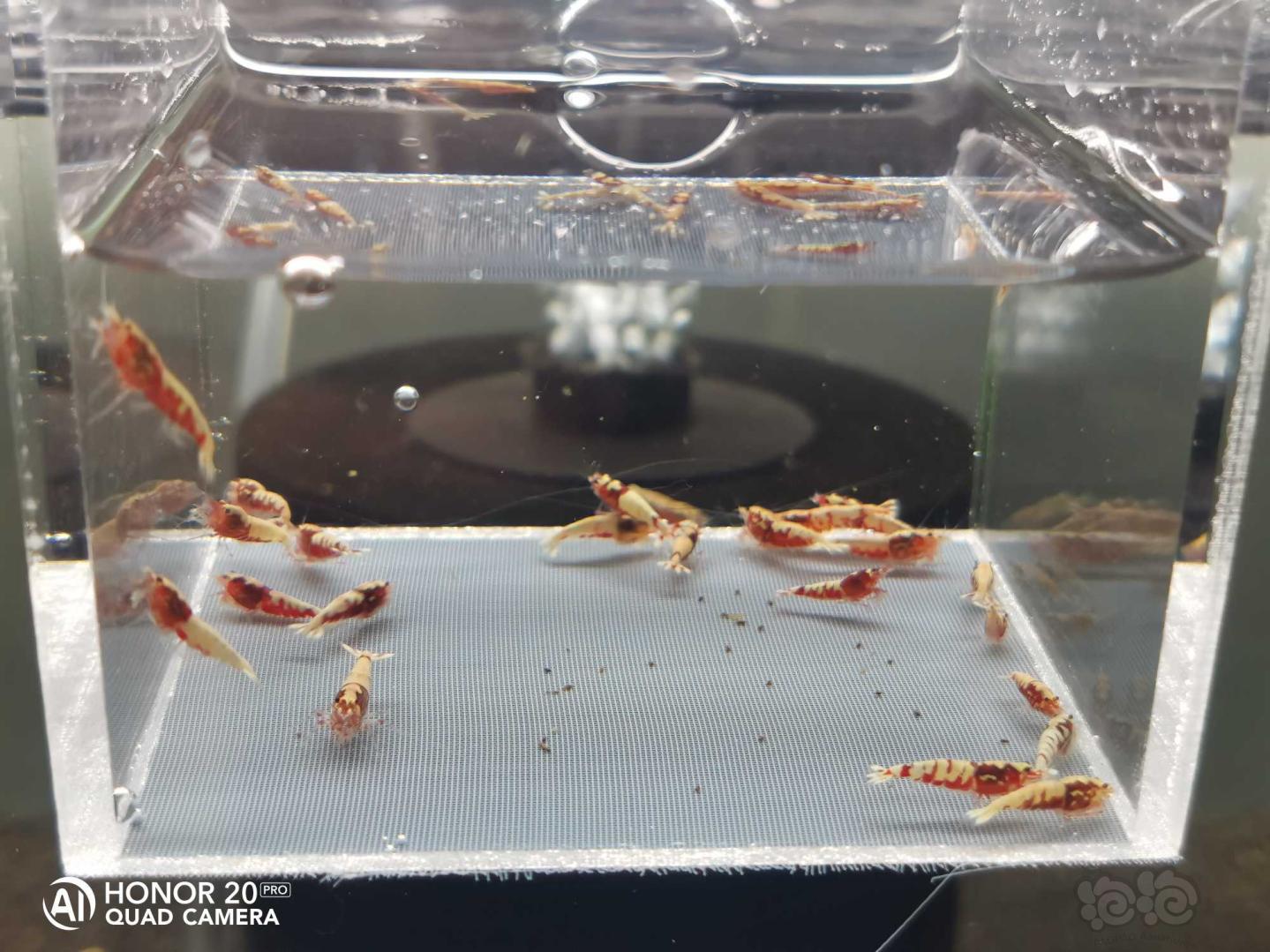 【虾】2020-5-30#RMB拍卖红银河蟒背一份25只-图3