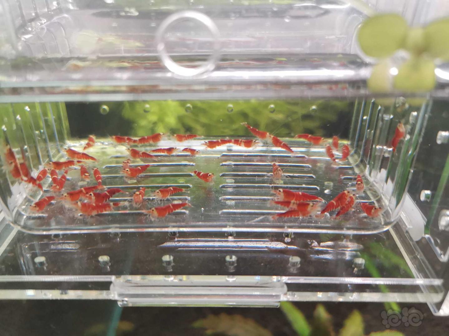 【虾】2020-05-11#RMB拍卖#圣诞红索水晶虾一份50只-图1