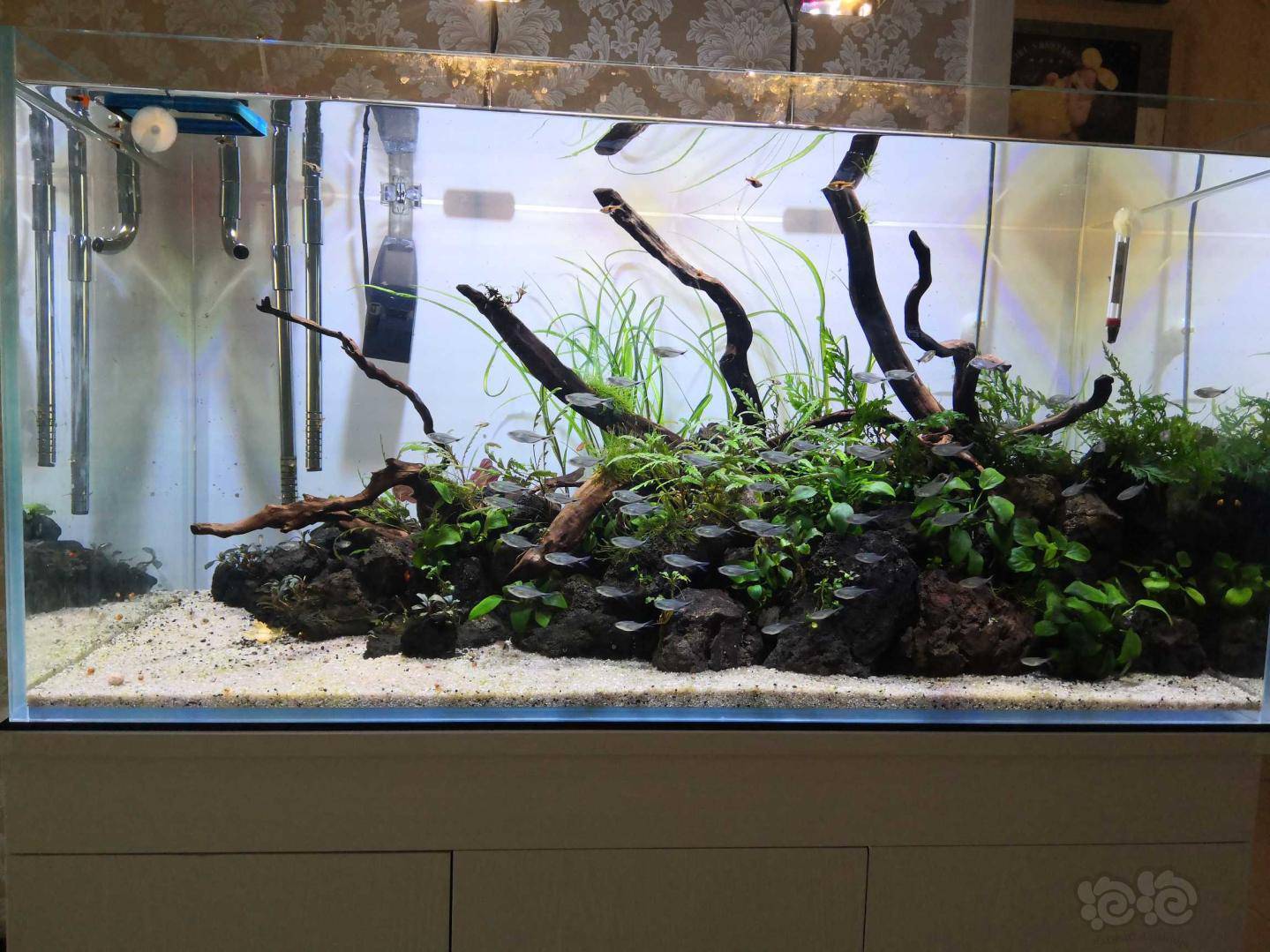 开杠一个半月,轻微有澡 - 泡泡水族