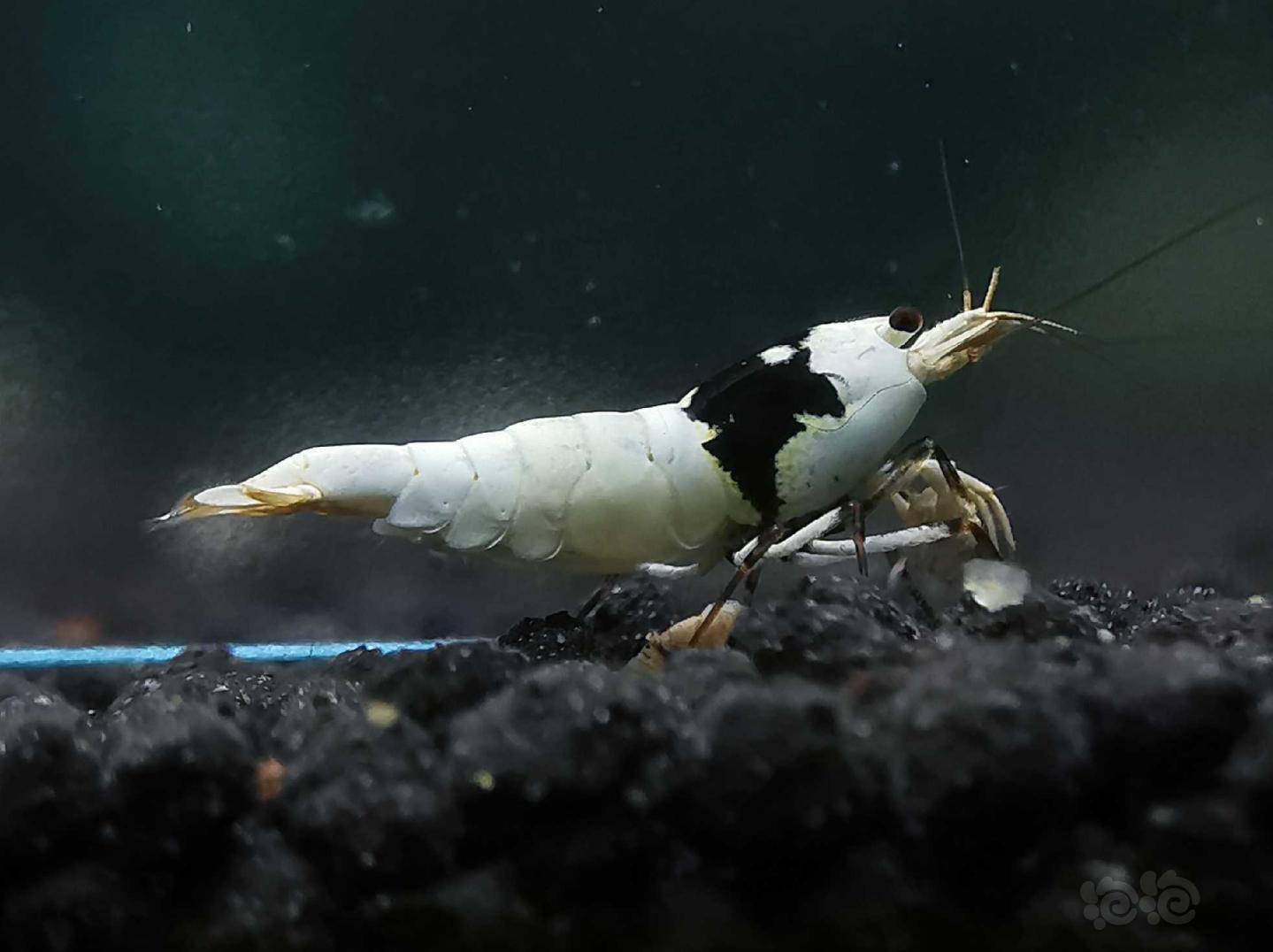 2020-05-08rmb拍卖黑白水晶虾一对