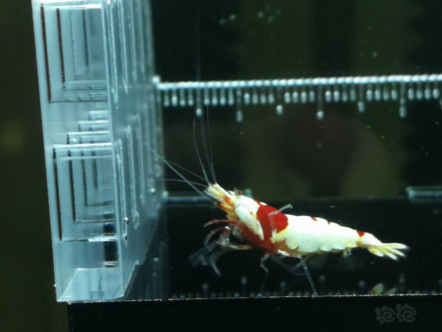 【虾】2020-5-15#RMB拍卖红白水晶虾1对-图5