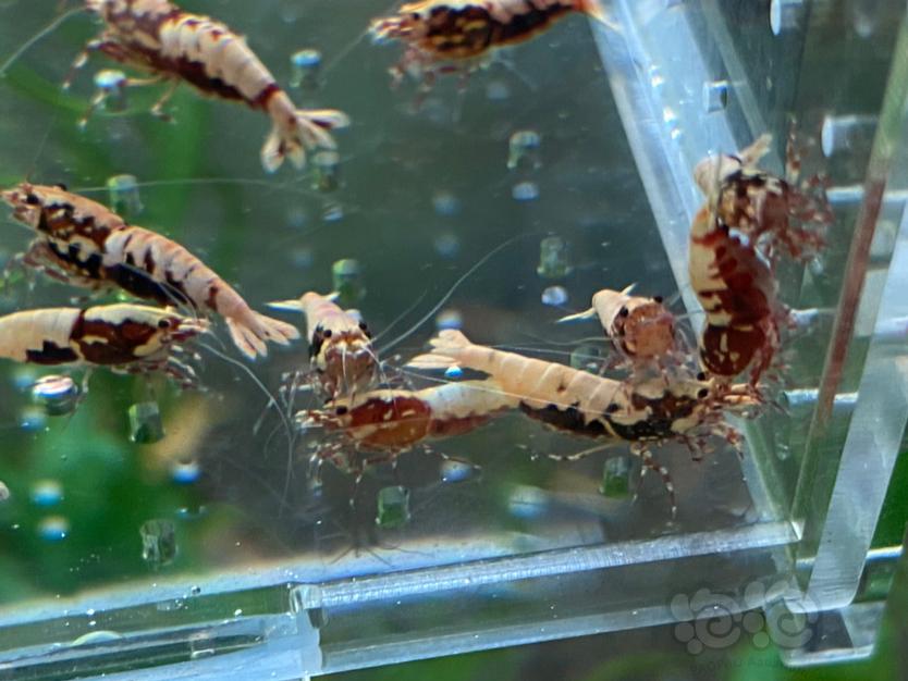 【虾】2020-5-2#RMB拍卖银河抱卵母虾15公虾5-图3