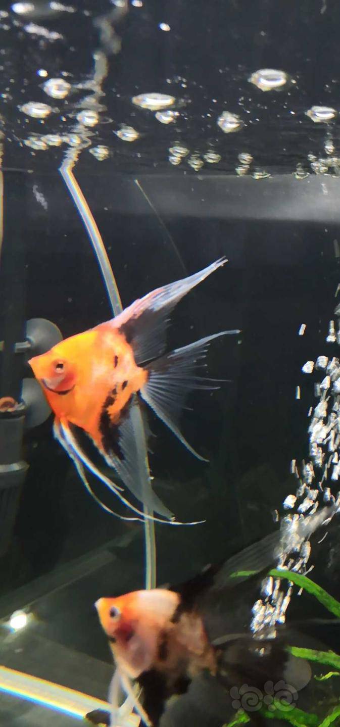 【用品】2020-05-19#rmb拍卖台系大红袍燕鱼10条