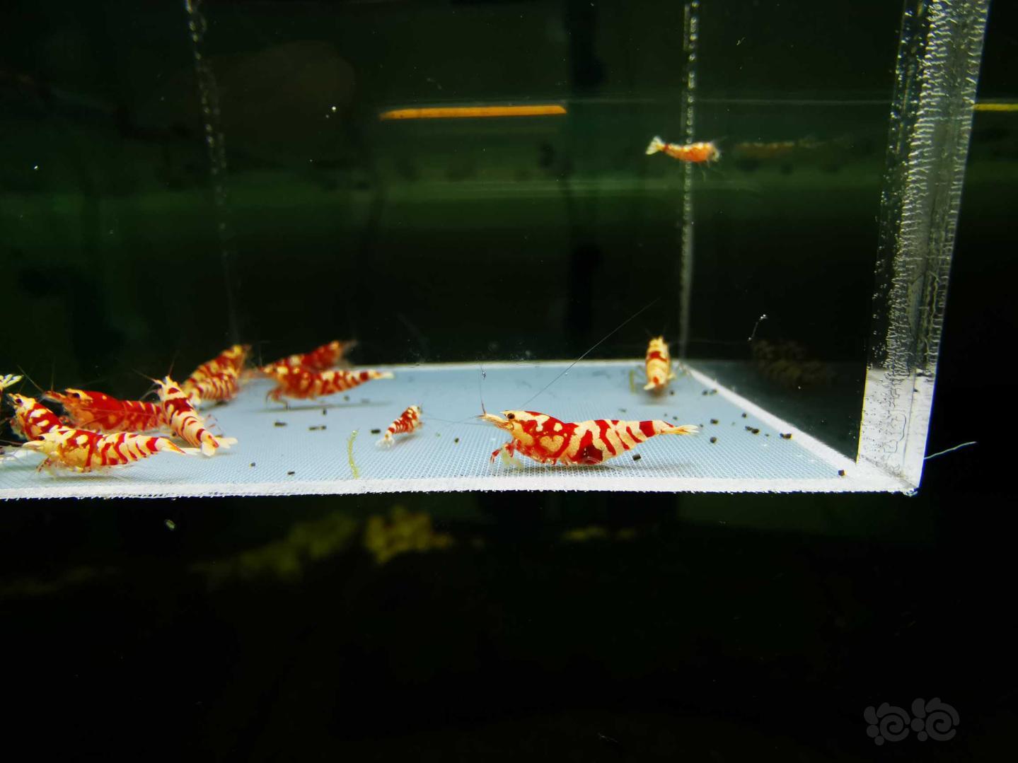 【虾】2020-05-15#RMB拍卖#红花虎13只-图1
