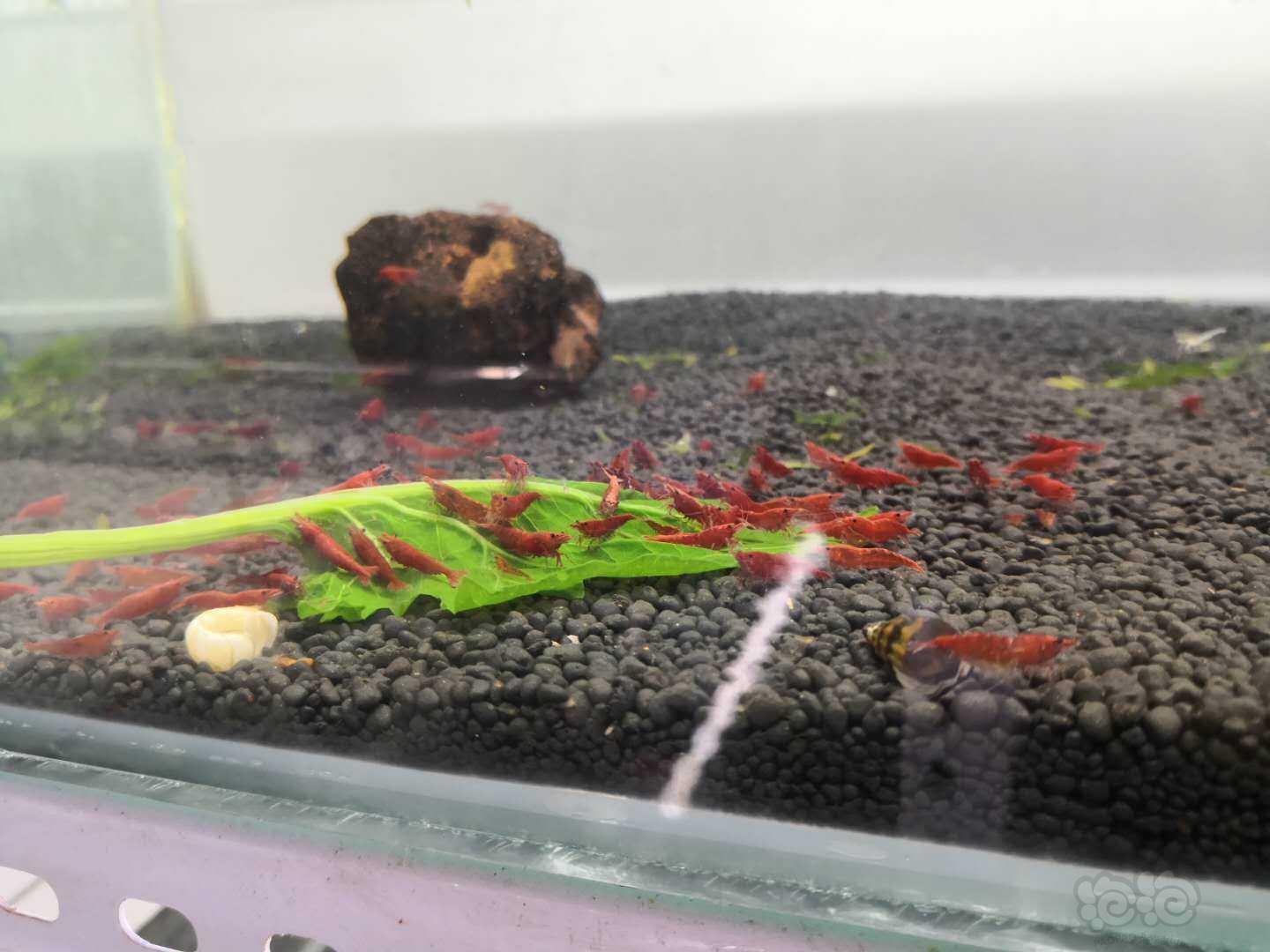 自家繁殖樱花，极火虾-图4
