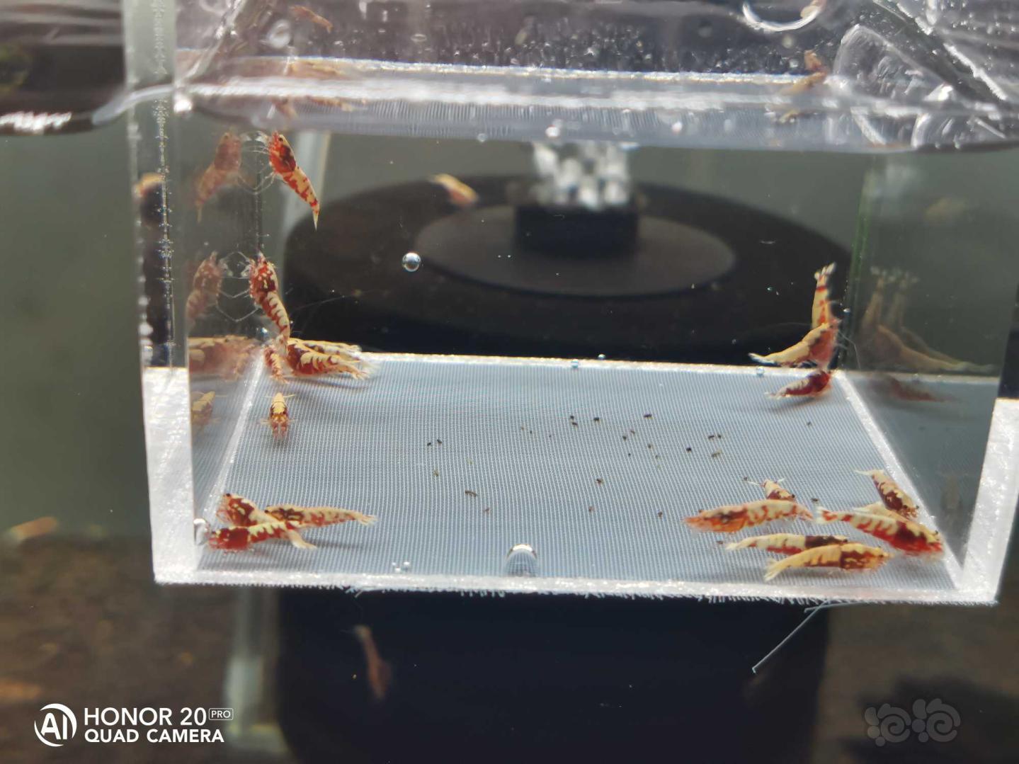 【虾】2020-5-30#RMB拍卖红银河蟒背一份25只-图1