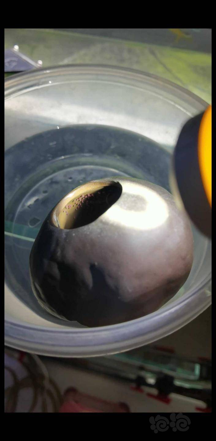 刚刚破壳的鱼卵 泡泡水族
