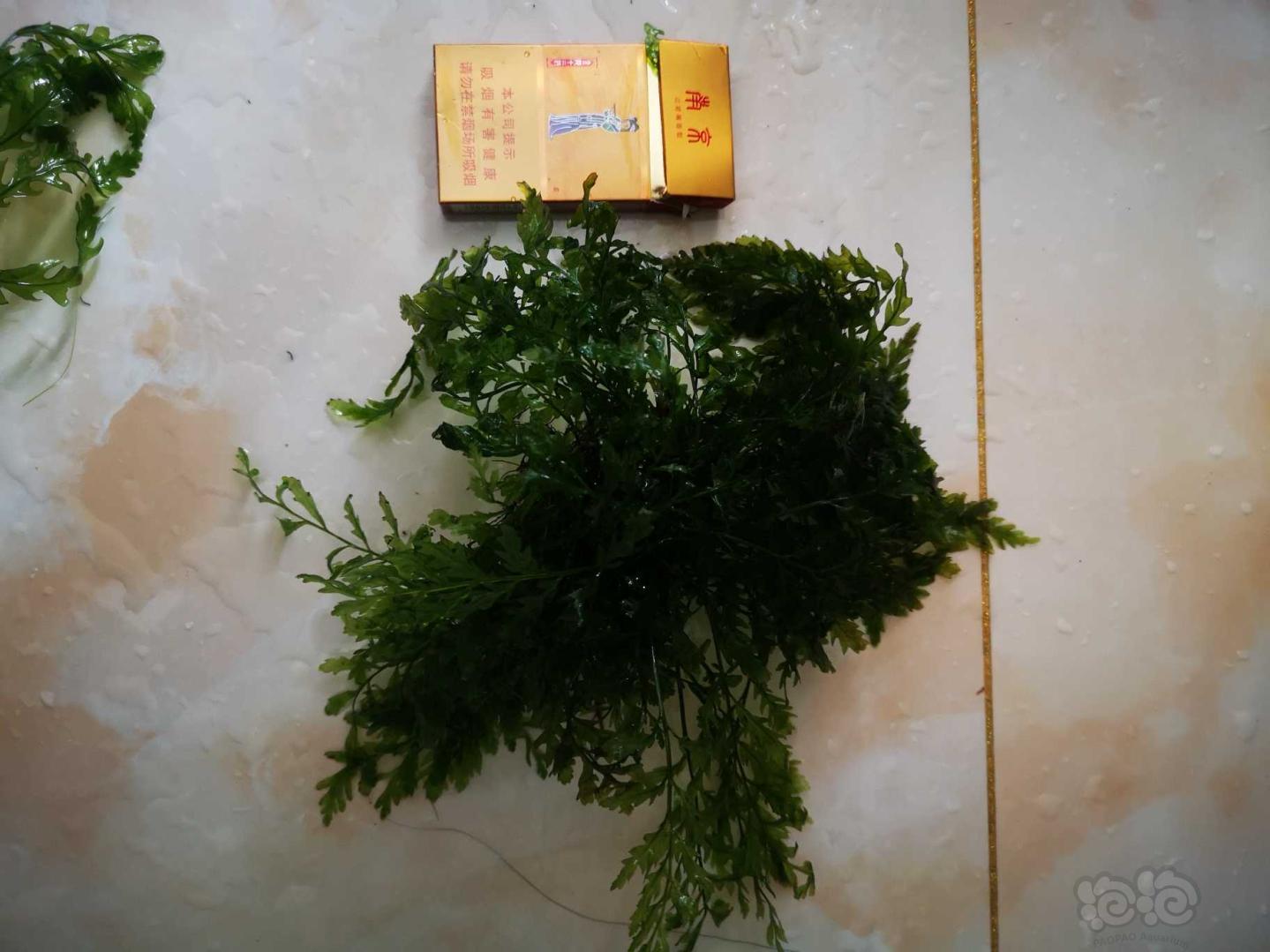 【用品】2020-05-07#RMB拍卖#黑木蕨水草3坨-图4