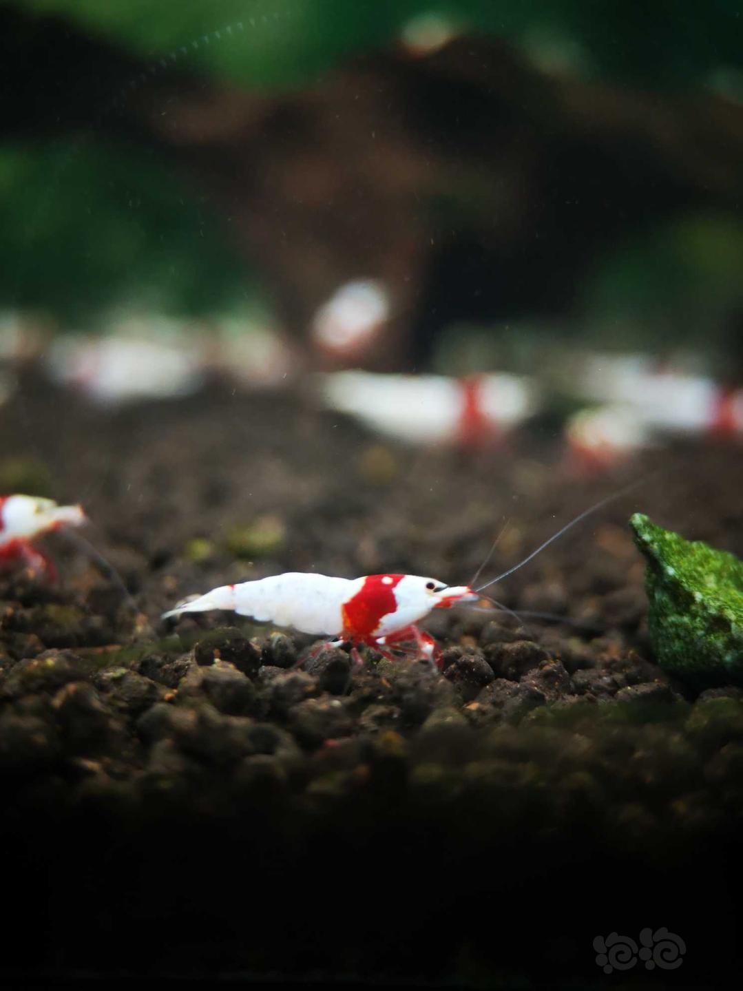 【虾】2020-5-6#RMB拍卖#红白水晶虾一份8只-图6