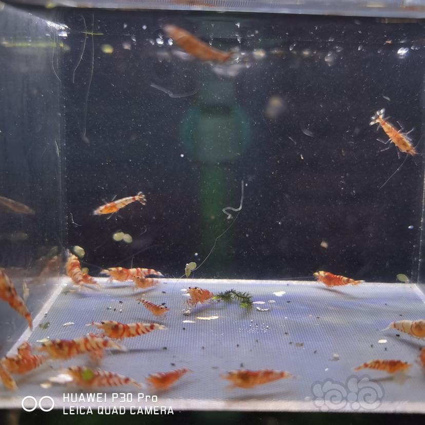 【虾】2020-05-17#RMB拍卖红花虎30只-图3