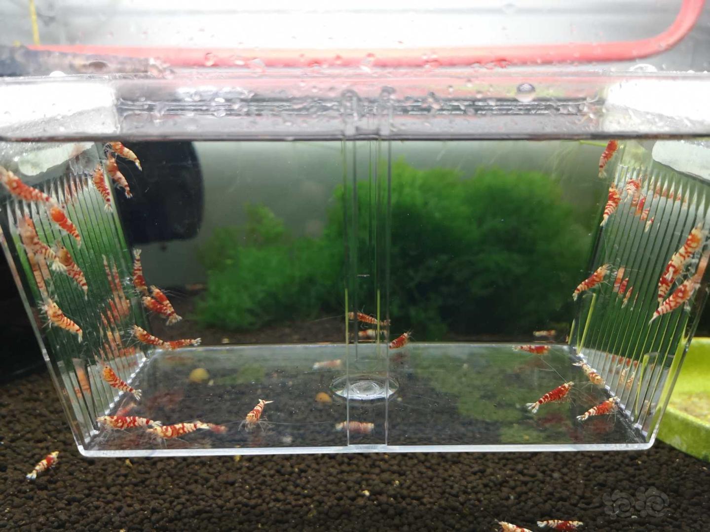 【虾】2020-05-19#RMB拍卖太极红花虎公虾30只-图1