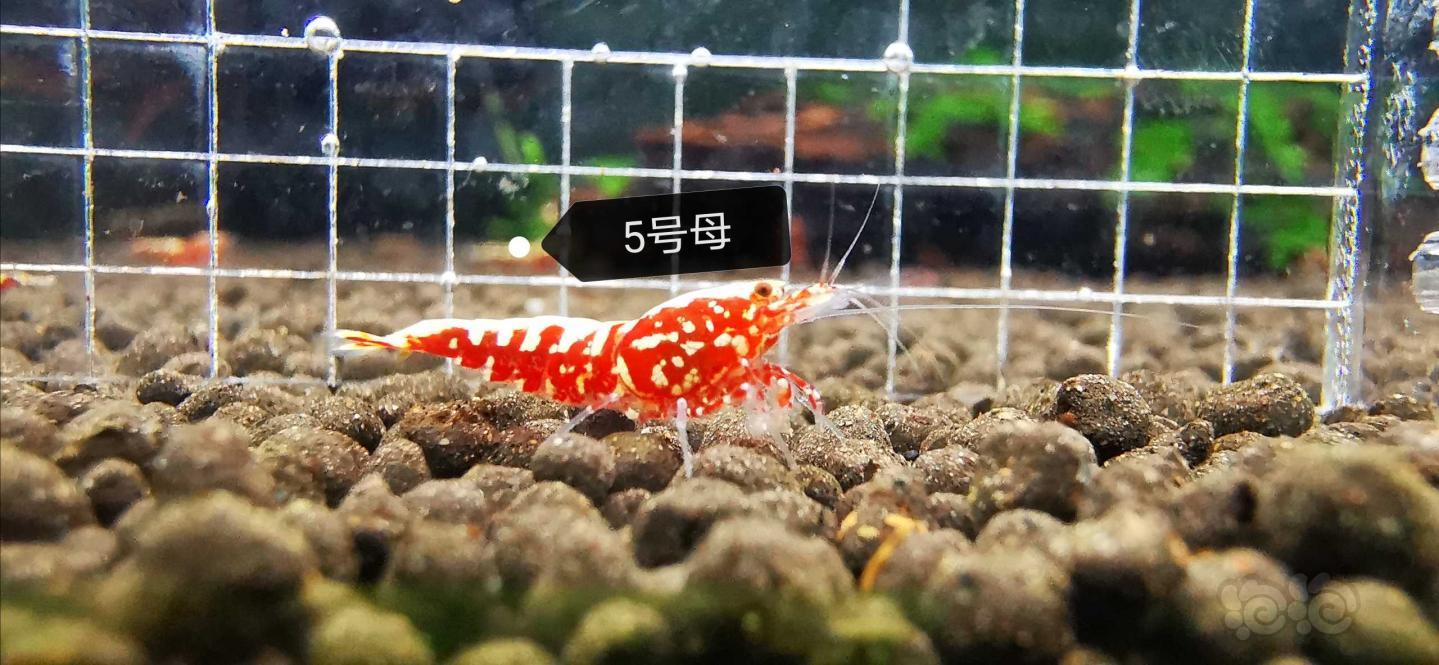 【虾】2020-5-7#RMB拍卖红银河星钻,一份5只-图5