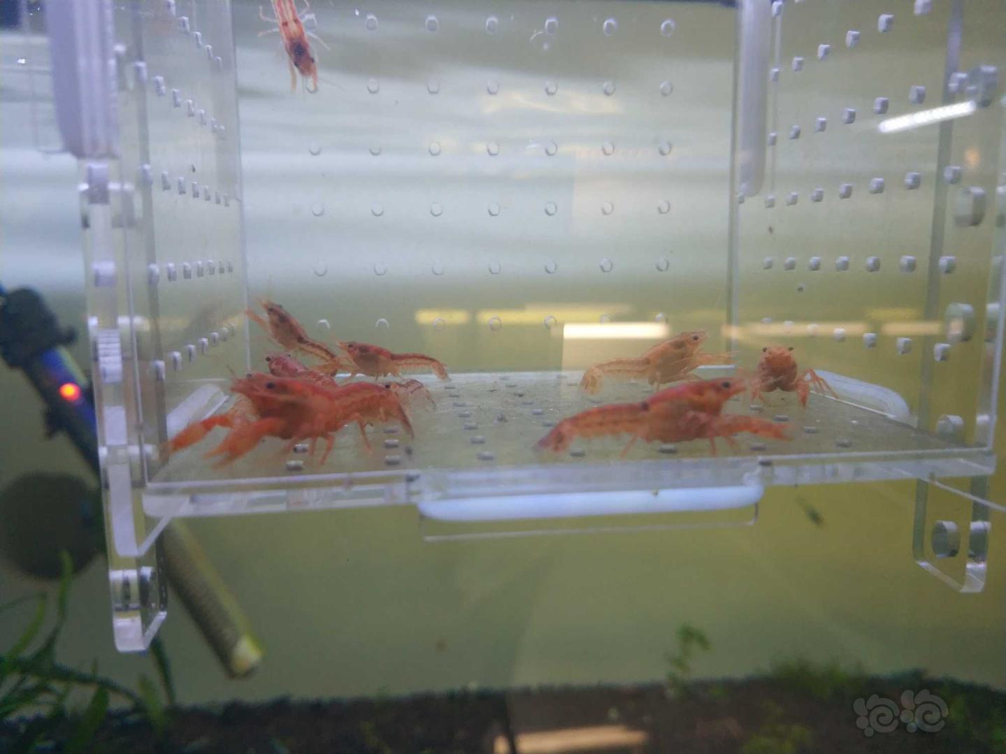 【虾】2020-05-11#RMB拍卖迷你侏儒橘10只-图4