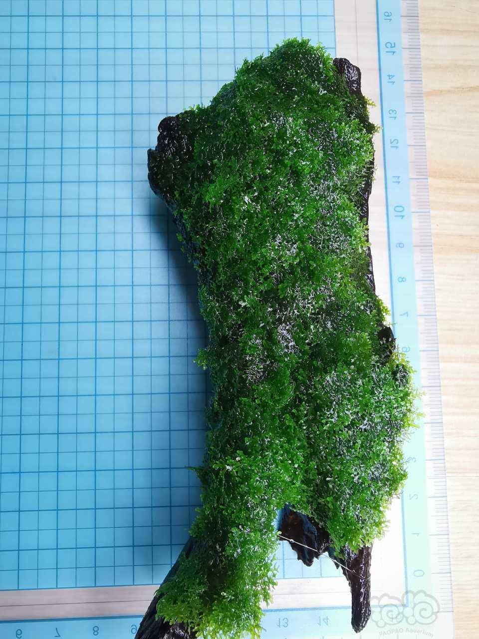【用品】2020-05-06#RMB拍卖沉木定植迷你珊瑚摩丝1块-图10