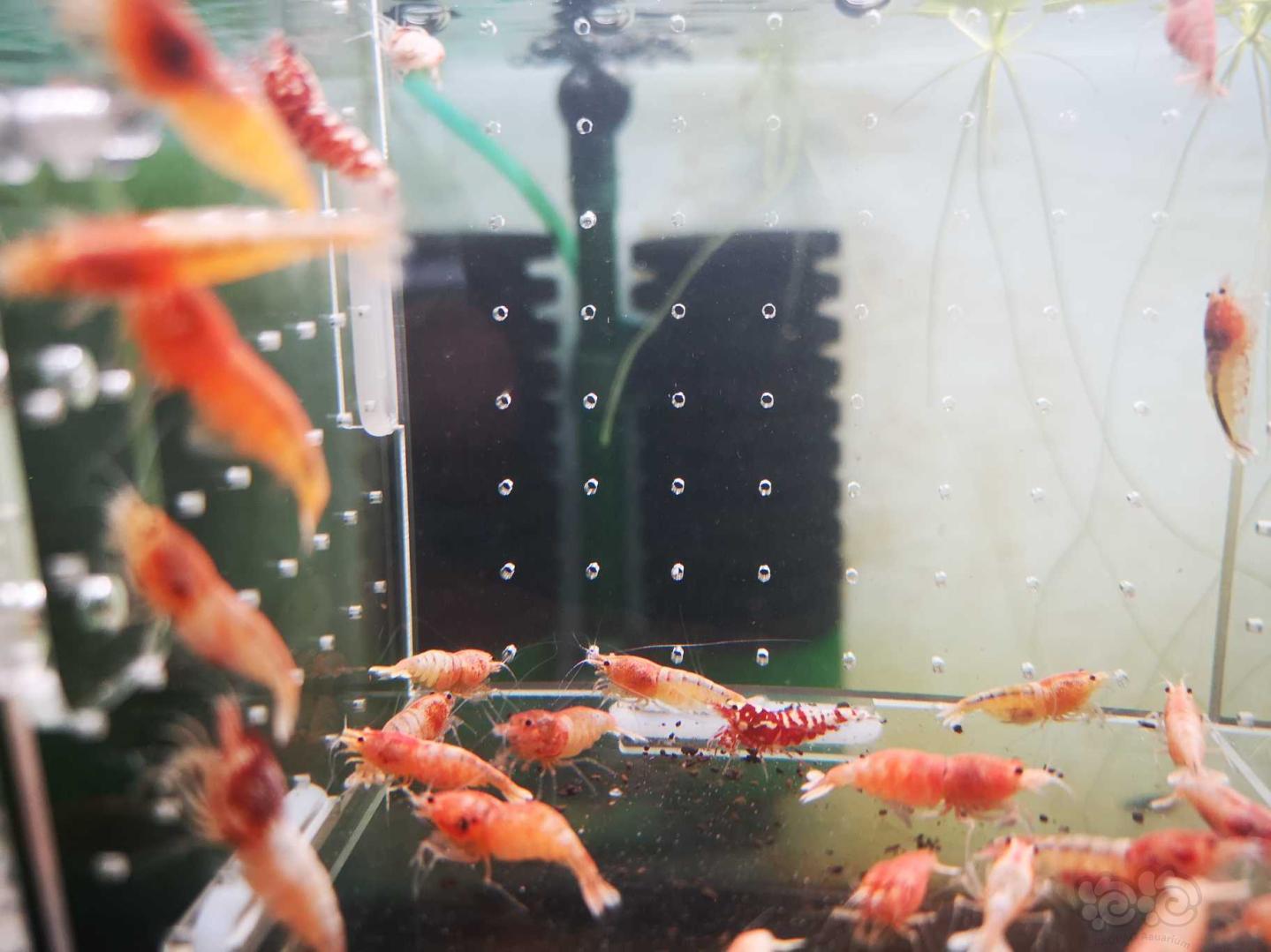 【虾】2020-5-26#RMB拍卖红银河白金母虾30只！-图5