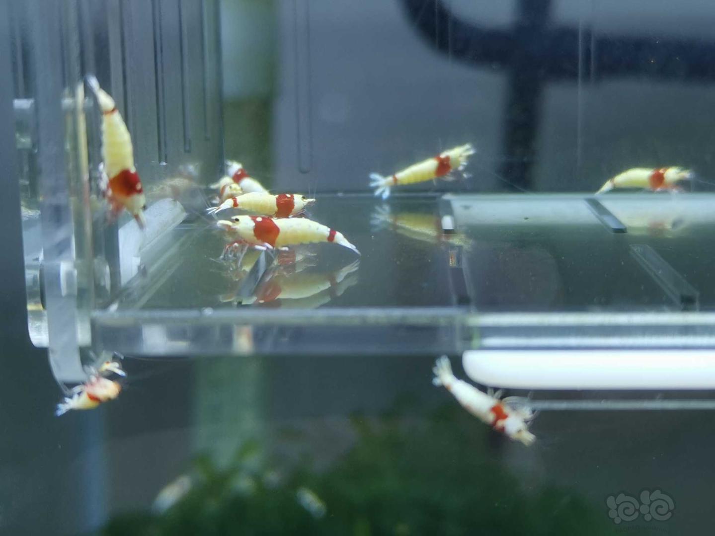 【虾】2020-05-20#RMB拍卖红白水晶虾11只-图3