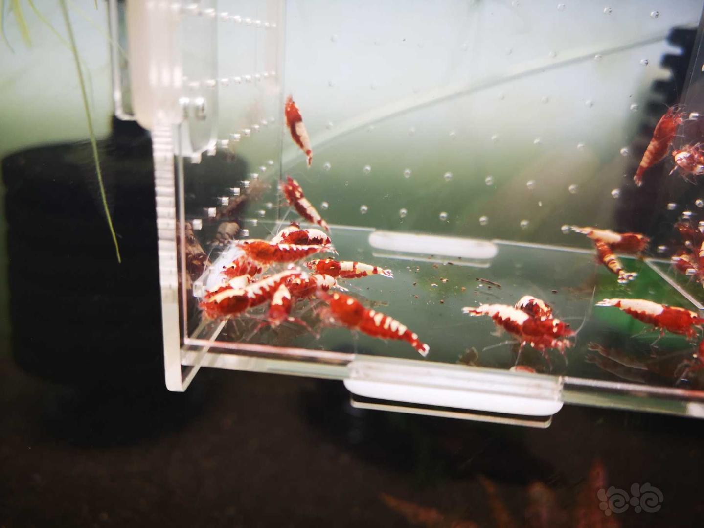 【虾】2020-5-3#RMB拍卖打废的红银河破烂25只母虾！-图2